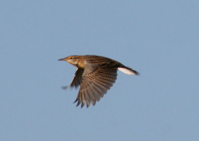 Eastern Meadowlark; basic 