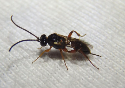 Ichneumonidae Ichneumon Wasp species; female