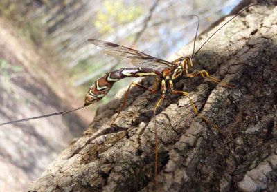Megarhyssa Ichneumon Wasp species 