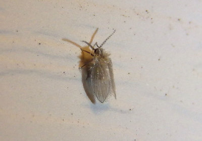 Psychodini Moth Fly species