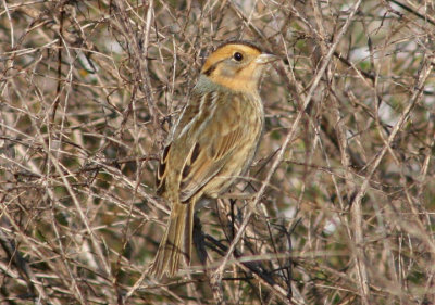 Nelson's Sparrow