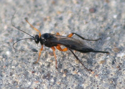 Pimpla pedalis; Ichneumon Wasp species; female