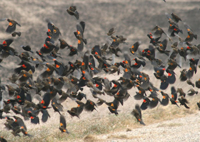 Red-winged Blackbird flock