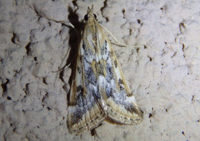 4995 - Loxostege lepidalis; Crambid Snout Moth species