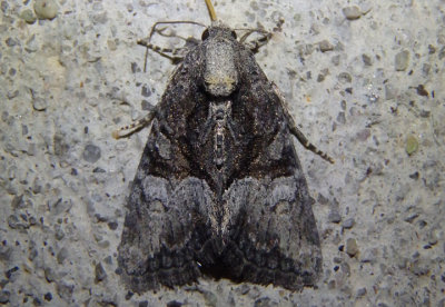 9413.2 - Neoligia invenusta; Noctuid Moth species