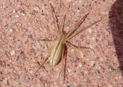Tibellus oblongus; Slender Crab Spider species; female