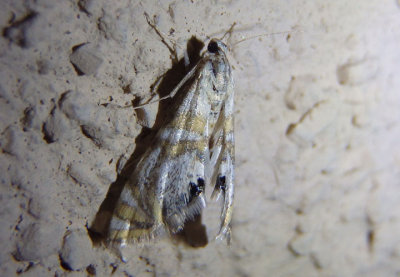 4773 - Petrophila kearfottalis; Crambid Snout Moth species