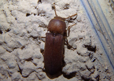 Anelastes drurii; False Click Beetle species