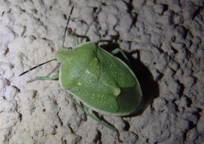 Chlorochroa uhleri; Uhler's Stink Bug