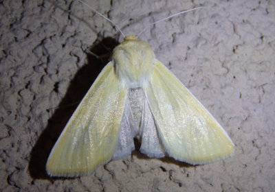 10682 - Copablepharon canariana; Noctuid Moth species