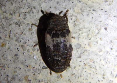 Dermestes marmoratus; Common Carrion Beetle