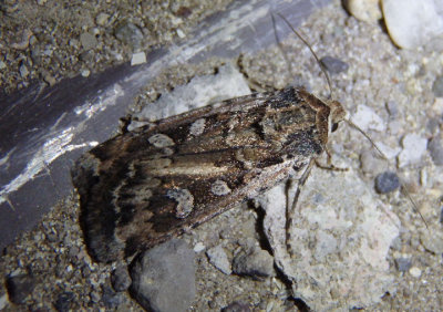 10731 - Euxoa auxiliaris; Army Cutworm Moth