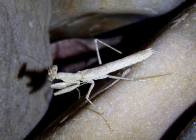  Litaneutria skinneri; Ground Mantid species; female