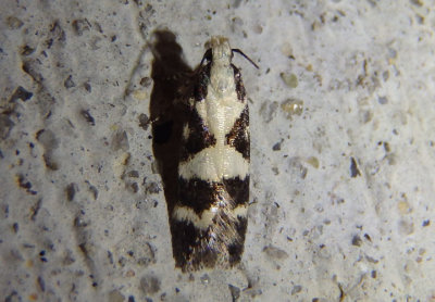 2078 - Chionodes fructuaria; Twirler moth species