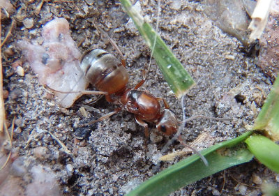 Formica neoclara; Wood Ant species