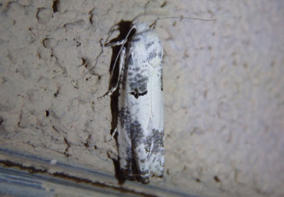 3086 - Pelochrista subinvicta; Tortricid Moth species