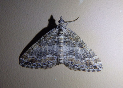 7328 - Perizoma custodiata; Geometrid Moth species