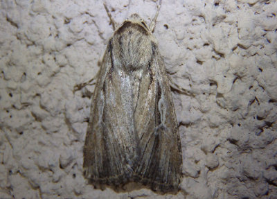 10892.1 - Protogygia postera; Dart Moth species