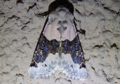 10174 - Triocnemis saporis; Owlet Moth species