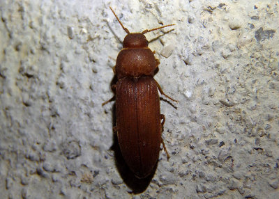 Anelastes drurii; False Click Beetle species