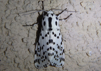 8144 - Hypercompe permaculata; Many-spotted Tiger Moth