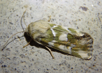 11175 - Schinia meadi; Mead's Flower Moth