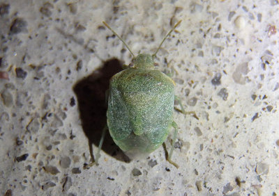 Tepa brevis; Stink Bug species