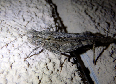 Trimerotropis gracilis; Thomas' Slender Grasshopper; male