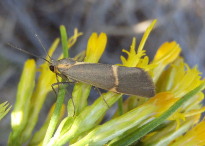 8074 - Cisthene barnesii; Lichen Moth species