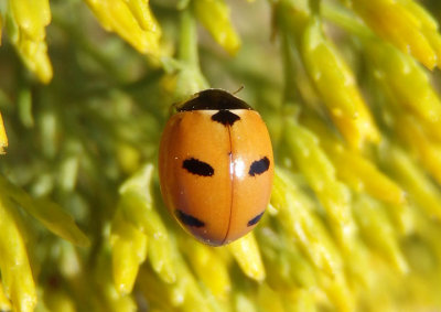 Coccinella monticola; Mountain Lady Beetle
