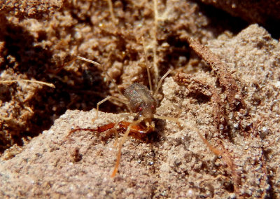 Erythraeinae Long-legged Velvet Mite species