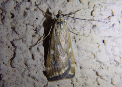 5004 - Loxostege sticticalis; Beet Webworm Moth