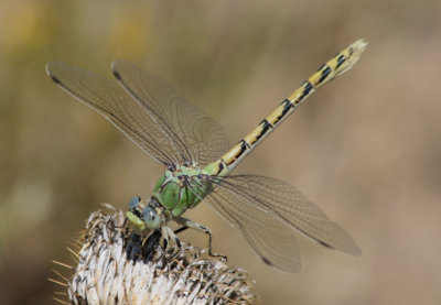 Ophiogomphus severus; Pale Snaketail