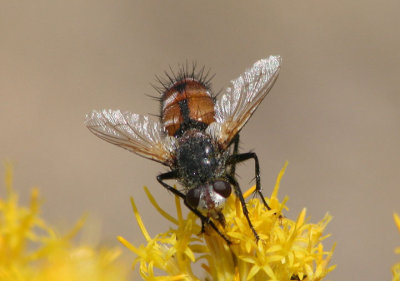 Tachina Tachinid Fly species
