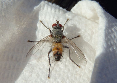Microchaetina Tachinid Fly species