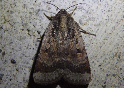 11013-11046 - Abagrotis Dart Moth species