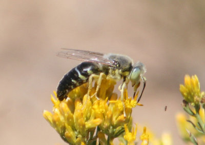 Bembix amoena; Sand Wasp species