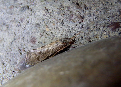 HHydropsychidae Net-spinning Caddisfly species