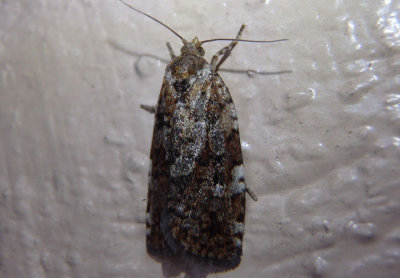 3638-3646 - Choristoneura fumiferana complex; Tortricid Moth species