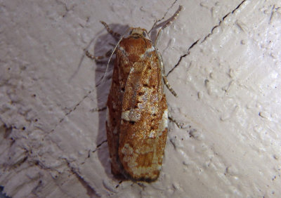 3638-3646 - Choristoneura fumiferana complex; Tortricid Moth species