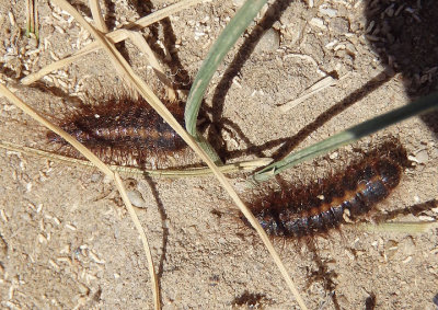 Dermestes fasciatus; Carrion Beetle species larva