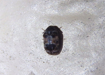 Dermestidae Carpet Beetle species