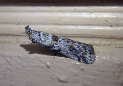 5812 - Telethusia ovalis; Pyralid Moth species