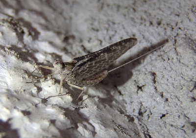 Callibaetis Small Minnow Mayfly species; female