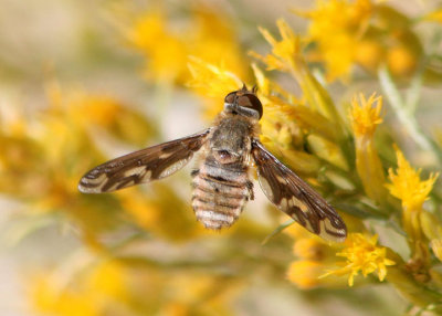 Poecilanthrax willistonii; Bee Fly species