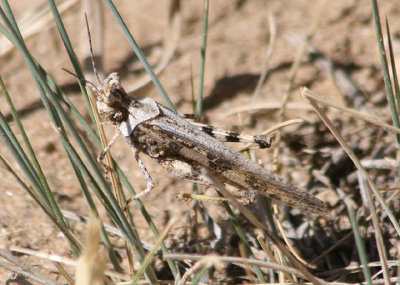 Conozoa texana; Cristate Grasshopper; male