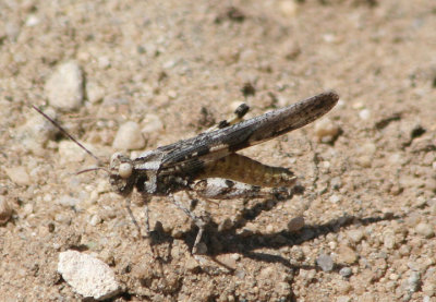 Conozoa texana; Cristate Grasshopper; male