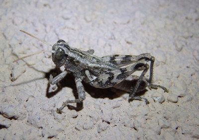 Aeoloplides minor; Little Saltbush Grasshopper; male