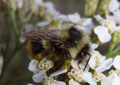 Bombus mixtus; Mixed Bumble Bee