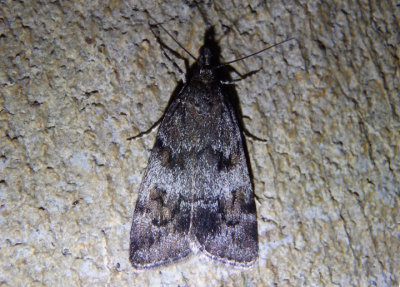 4703 - Gesneria centuriella; Crambid Snout Moth species